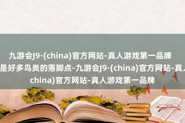 九游会J9·(china)官方网站-真人游戏第一品牌        因为这座岛是好多鸟类的落脚点-九游会J9·(china)官方网站-真人游戏第一品牌