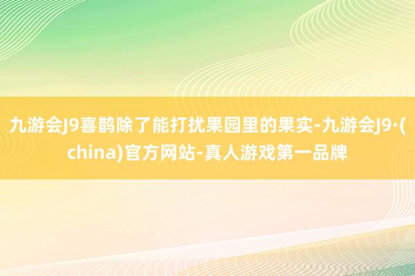 九游会J9喜鹊除了能打扰果园里的果实-九游会J9·(china)官方网站-真人游戏第一品牌